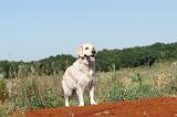 GOLDEN RETRIEVER 214